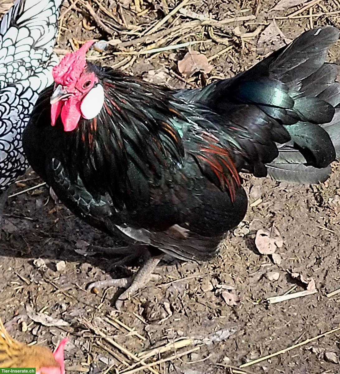 Bild 3: Bantam Hahn gratis abzugeben