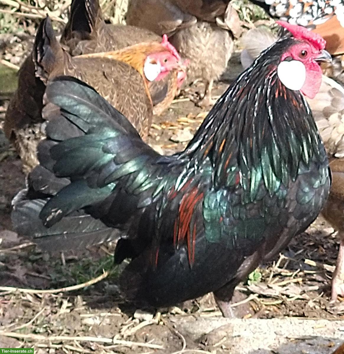 Bild 4: Bantam Hahn gratis abzugeben