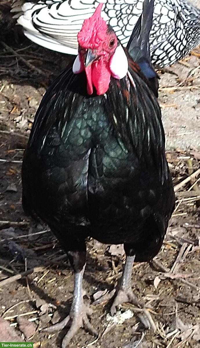 Bild 5: Bantam Hahn gratis abzugeben