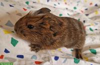 Quirlige Meerschweinchen Böckli, tricolor, crested, halblanghaar