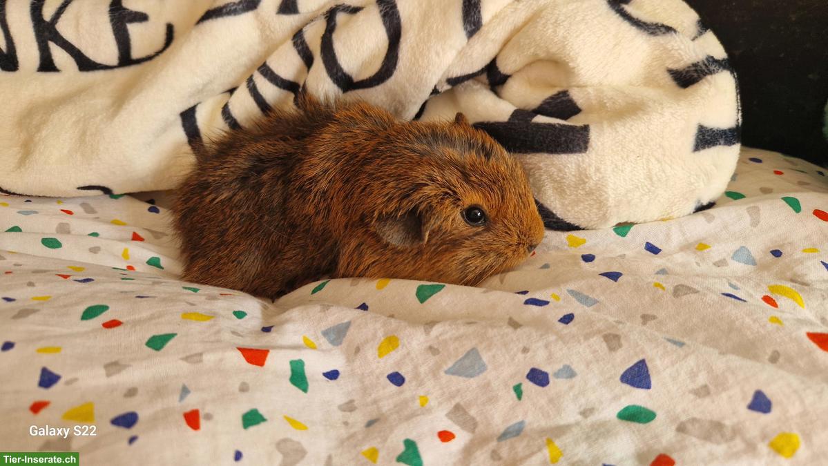 Bild 2: Quirlige Meerschweinchen Böckli, tricolor, crested, halblanghaar