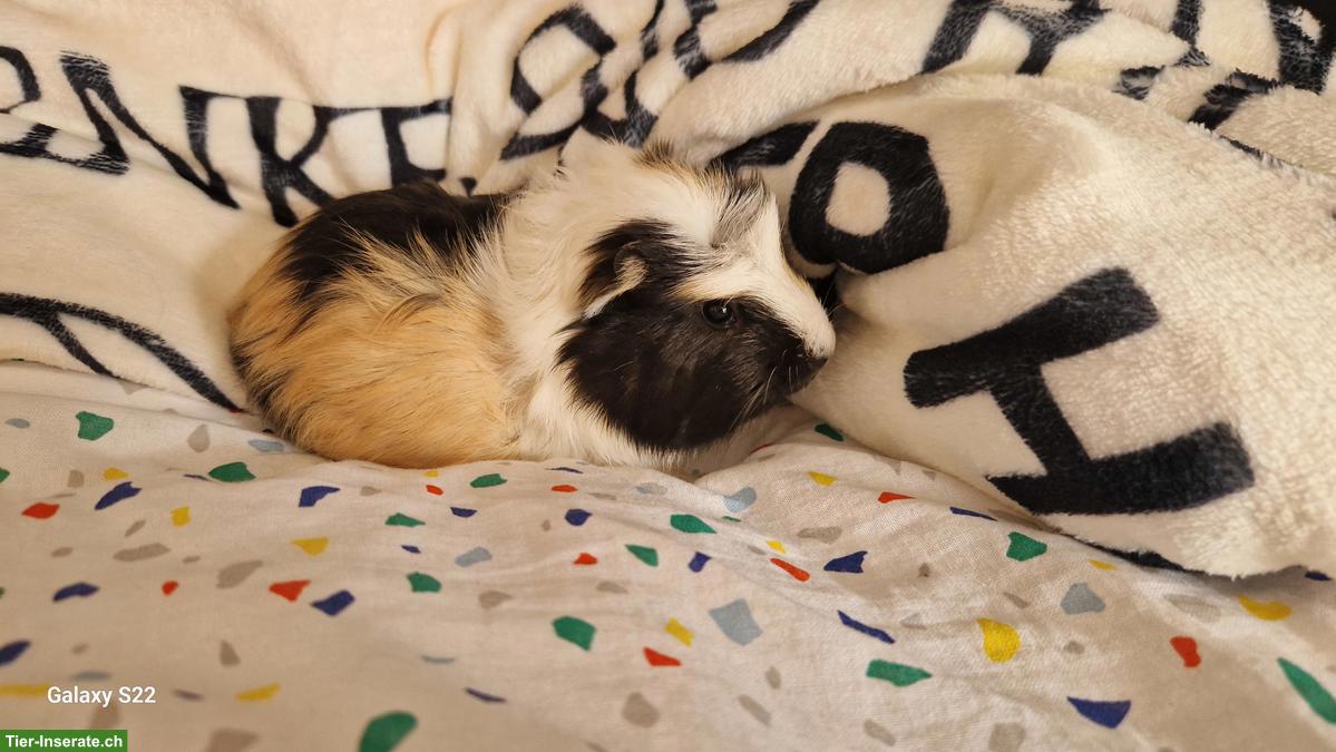 Bild 3: Quirlige Meerschweinchen Böckli, tricolor, crested, halblanghaar