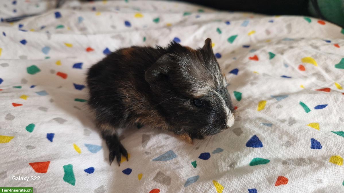 Bild 5: Quirlige Meerschweinchen Böckli, tricolor, crested, halblanghaar