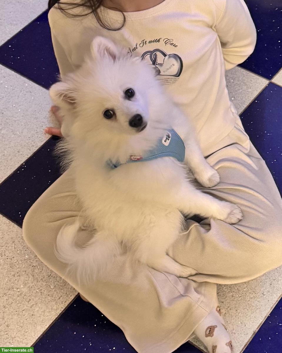 Pomeranian Zwergspitz Welpen männlich, schneeweiss