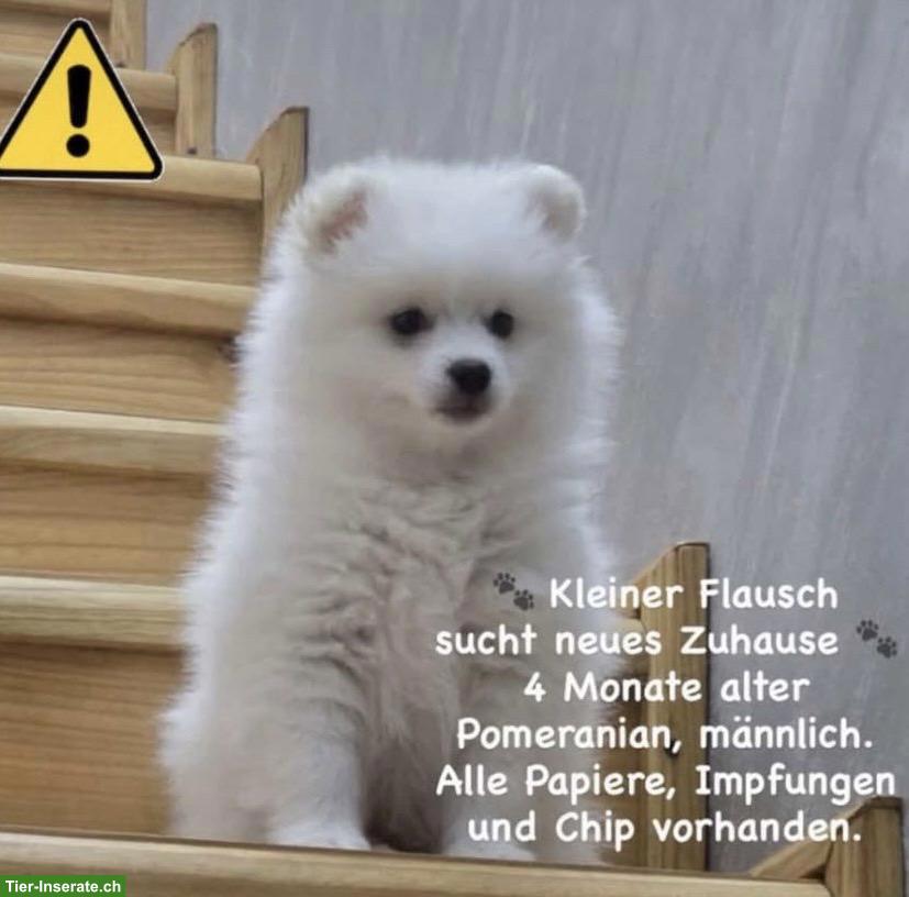 Bild 2: Pomeranian Zwergspitz Welpen männlich, schneeweiss