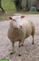 Junge Berrichon du Cher Schafböcke