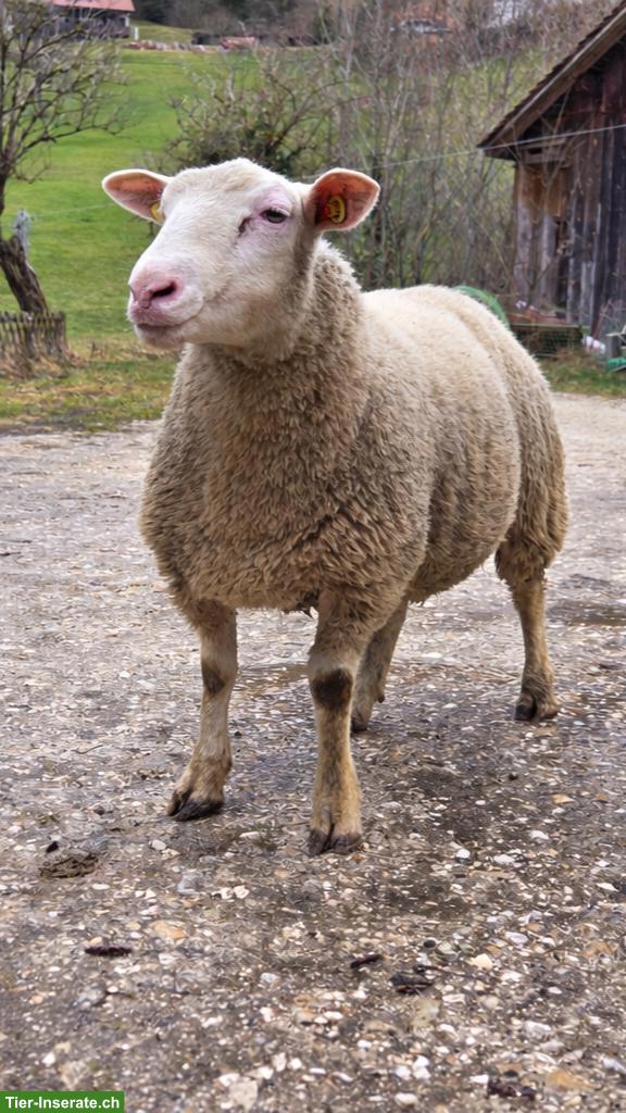 Bild 2: Junge Berrichon du Cher Schafböcke