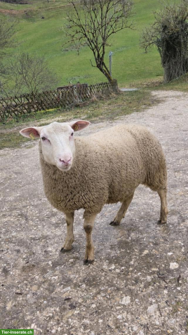 Bild 3: Junge Berrichon du Cher Schafböcke