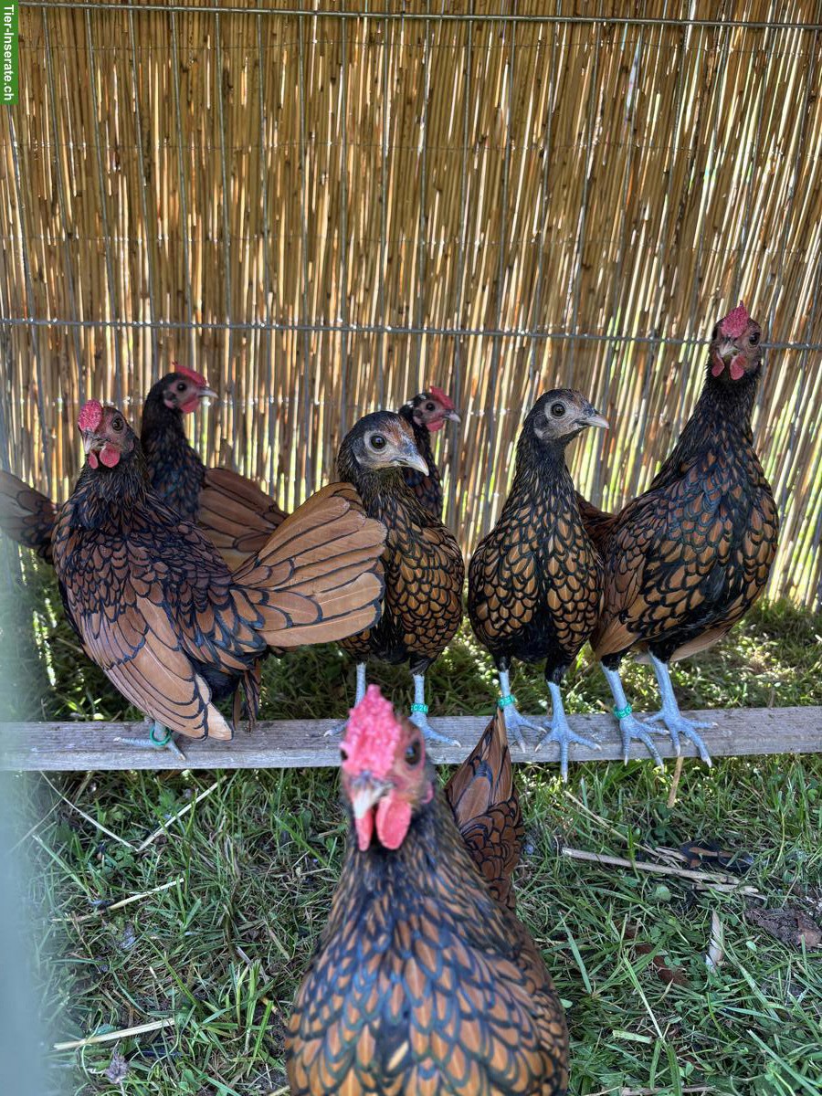 Sebright Zwerghühner, gold-schwarz gesäumt