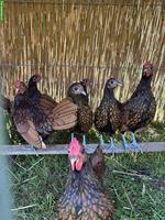 Sebright Zwerghühner, gold-schwarz gesäumt