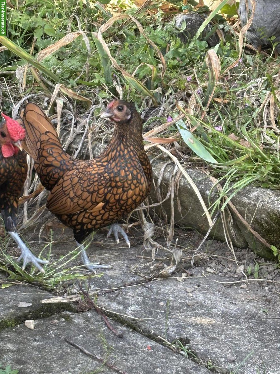 Bild 2: Sebright Zwerghühner, gold-schwarz gesäumt