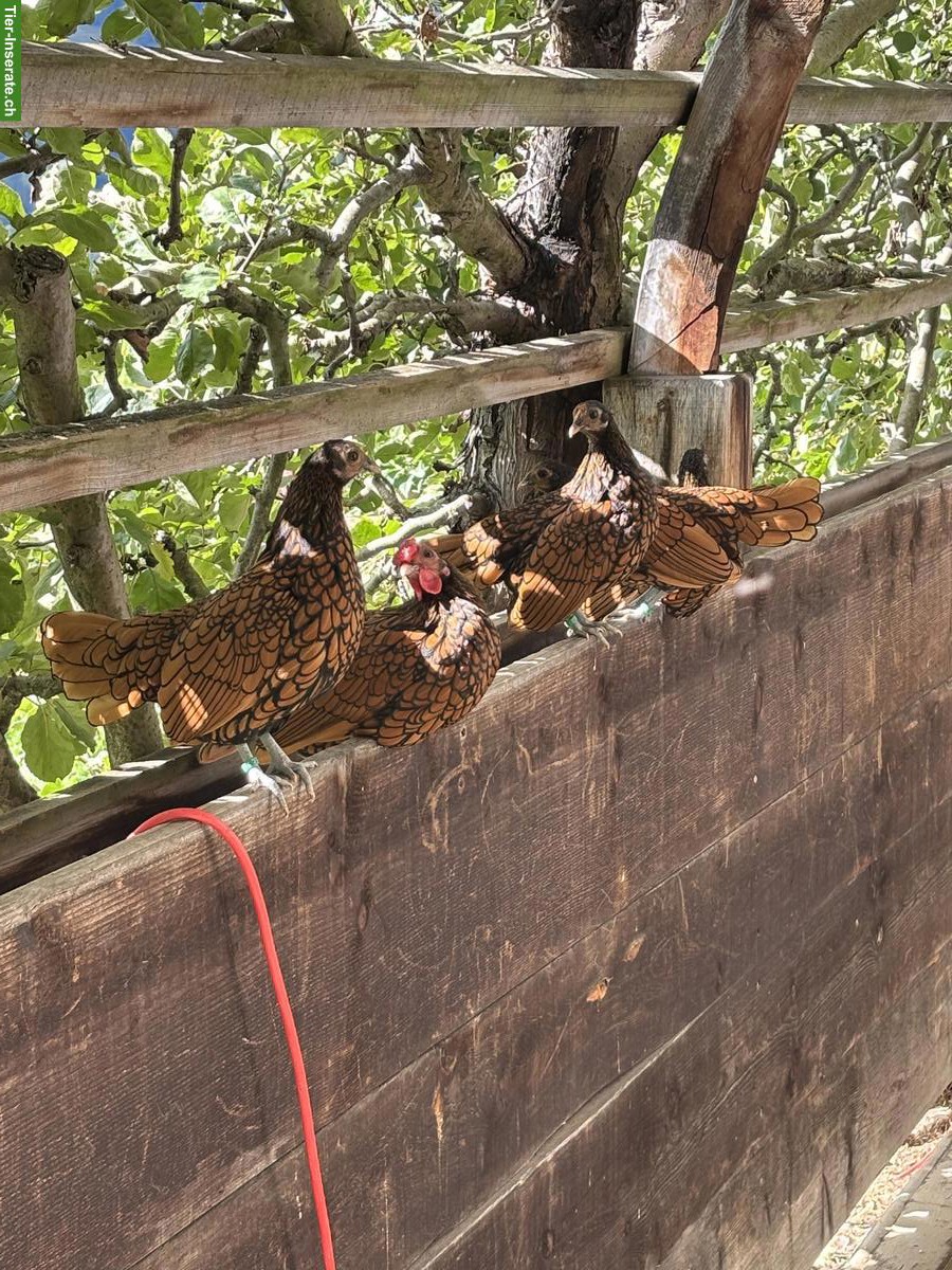 Bild 3: Sebright Zwerghühner, gold-schwarz gesäumt