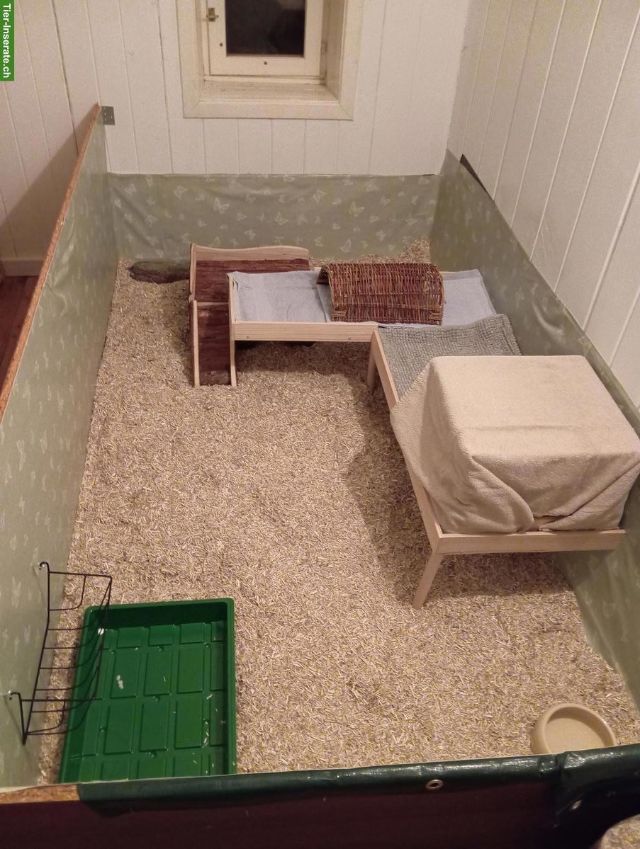 Pfotastuba | Liebevolle Meerschweinchenbetreuung