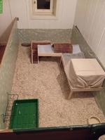 Pfotastuba | Liebevolle Meerschweinchenbetreuung