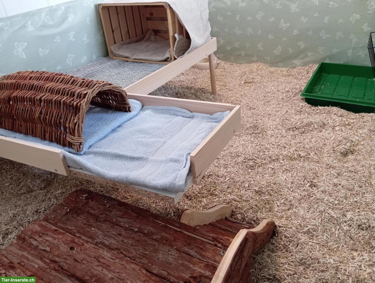 Bild 2: Pfotastuba | Liebevolle Meerschweinchenbetreuung