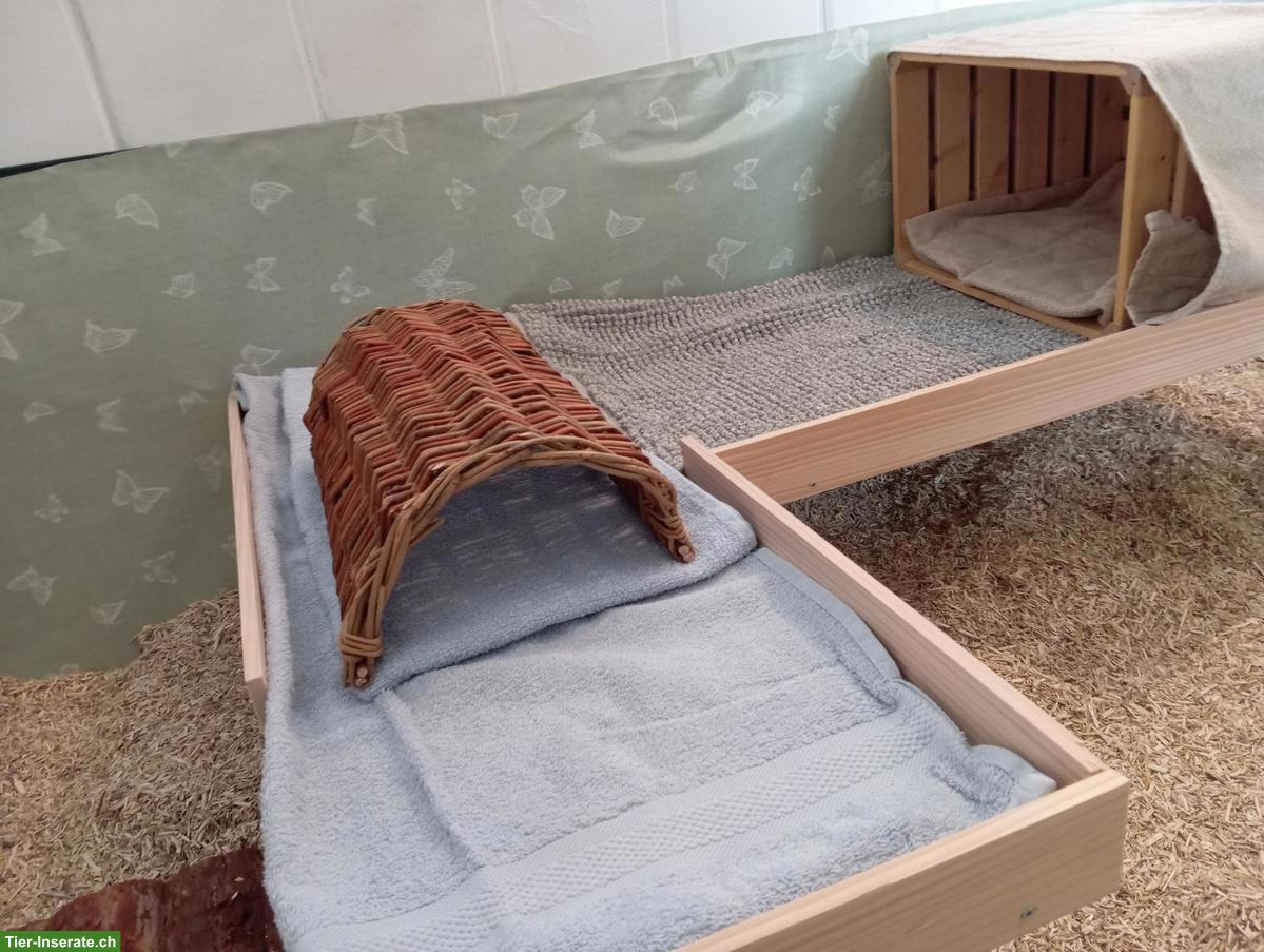 Bild 3: Pfotastuba | Liebevolle Meerschweinchenbetreuung