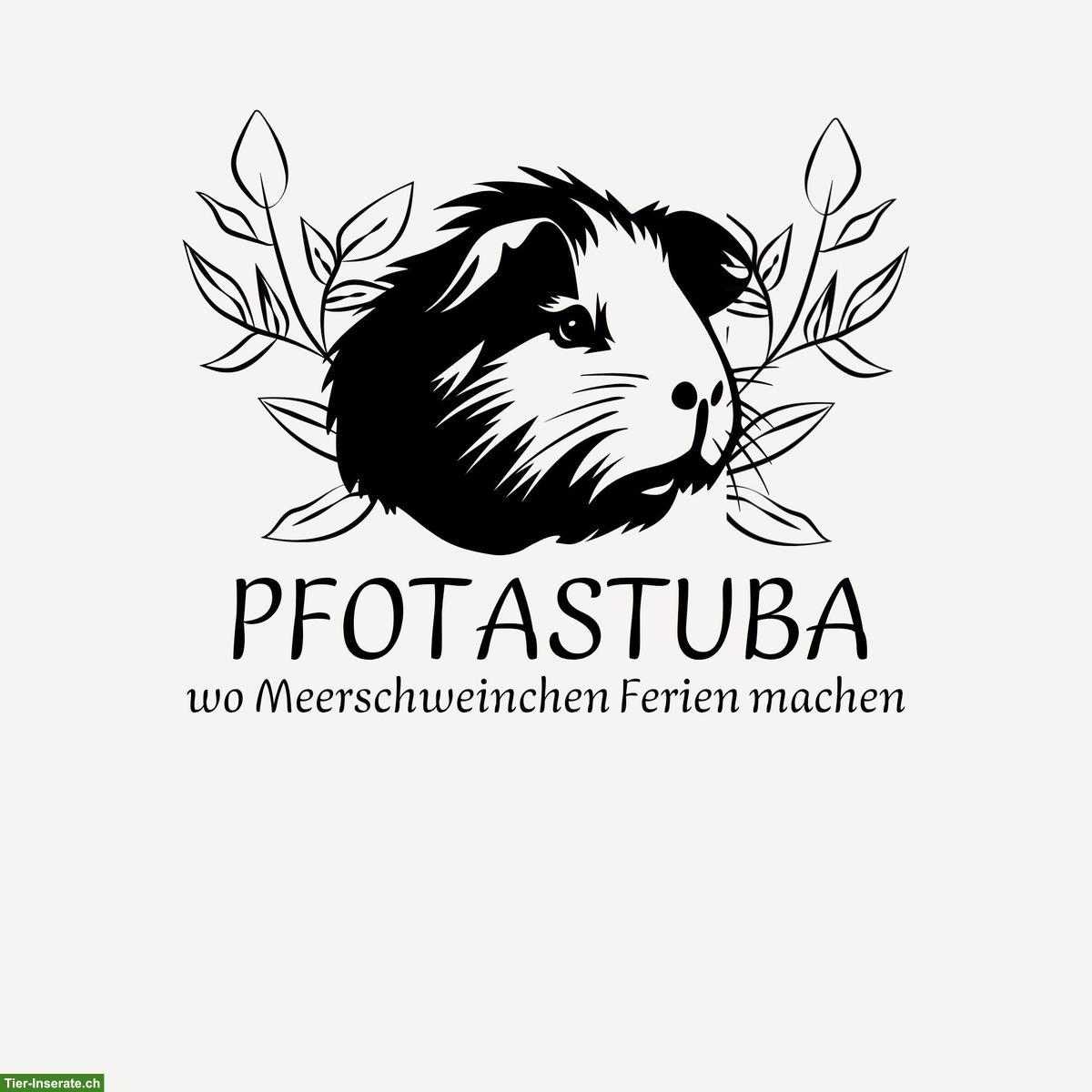 Bild 4: Pfotastuba | Liebevolle Meerschweinchenbetreuung