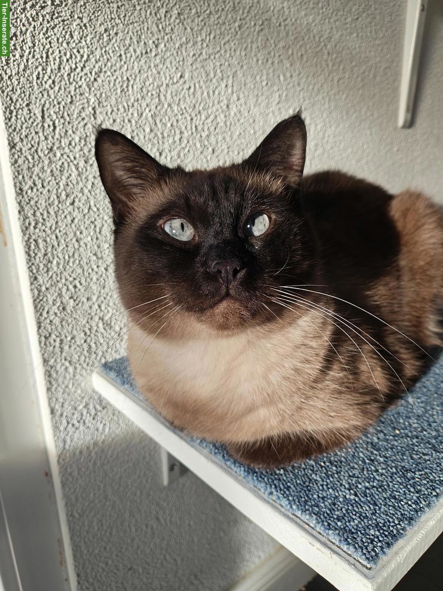 Wunderschöner Siam Kater, 6-jährig