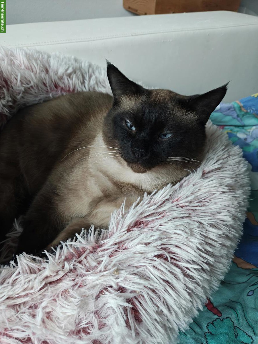 Bild 2: Wunderschöner Siam Kater, 6-jährig