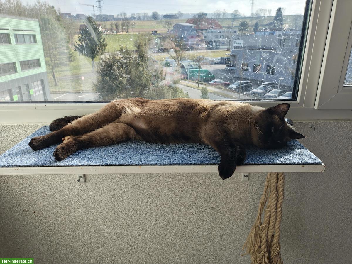 Bild 3: Wunderschöner Siam Kater, 6-jährig