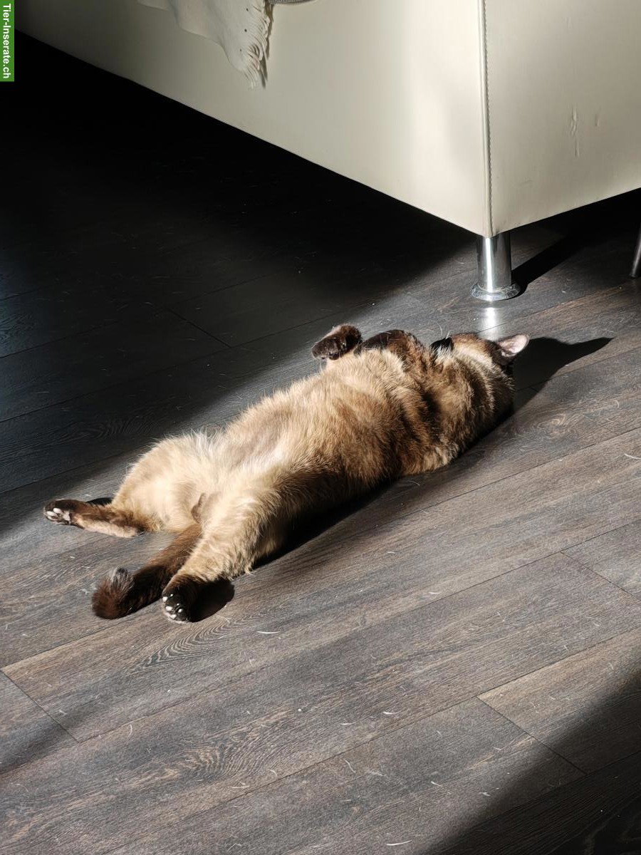 Bild 4: Wunderschöner Siam Kater, 6-jährig