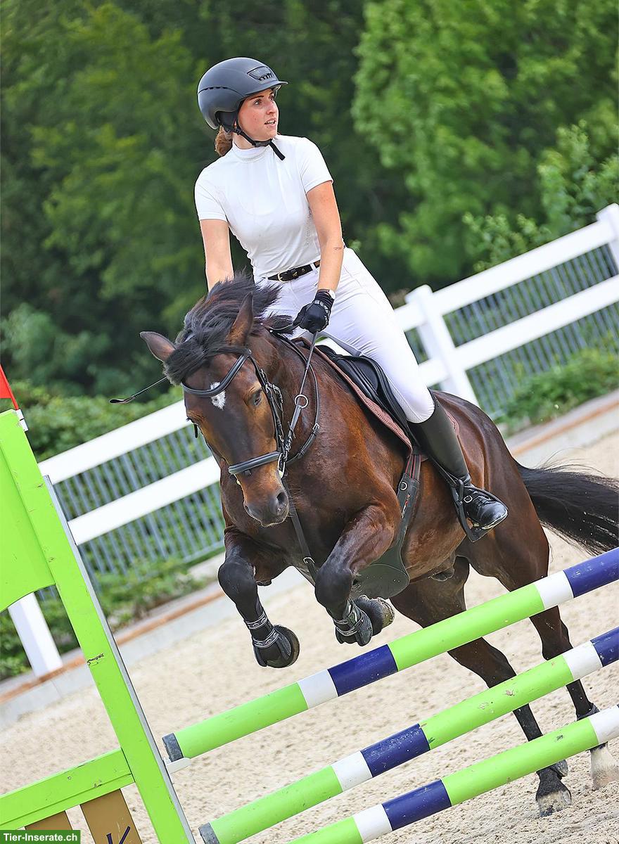 Biete Reitbeteiligung auf einem Connemara-Pony im Aargau