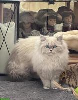 Reinrassiger Perser Deckkater GESUCHT