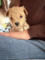 Maltipoo / Bichonpoo Welpen, Hunde Eltern mit Ahnentafeln