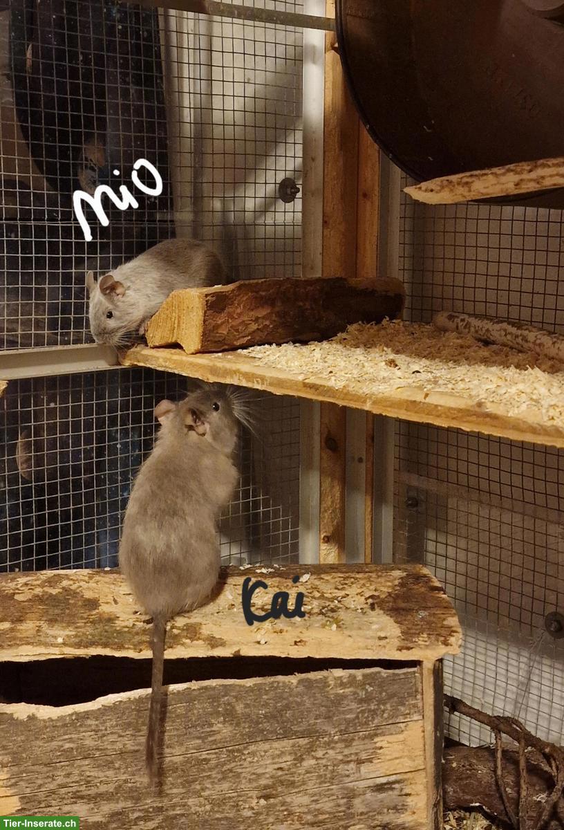 Degu Vater und Sohn zu verkaufen, wahlweise mit Gehege