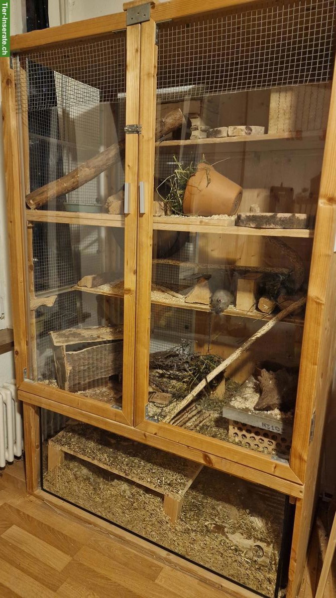 Bild 2: Degu Vater und Sohn zu verkaufen, wahlweise mit Gehege