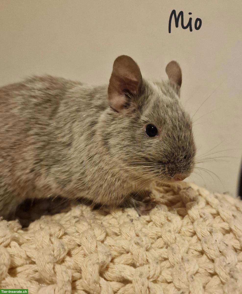 Bild 4: Degu Vater und Sohn zu verkaufen, wahlweise mit Gehege