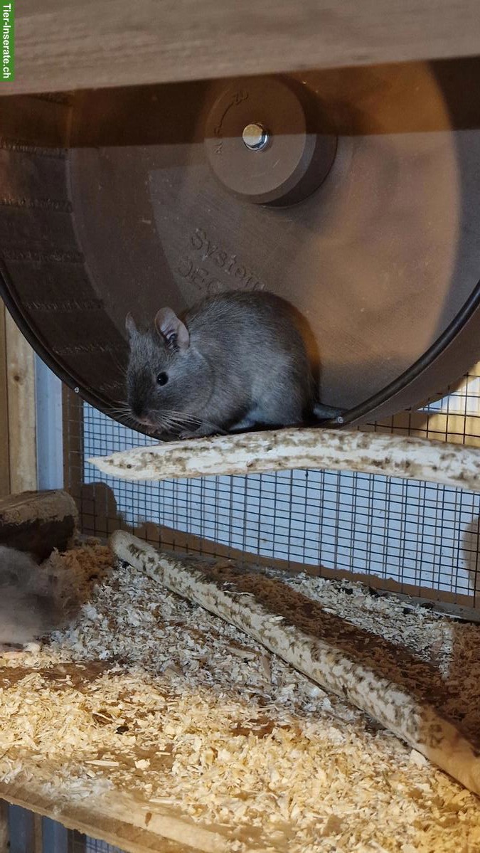 Bild 6: Degu Vater und Sohn zu verkaufen, wahlweise mit Gehege