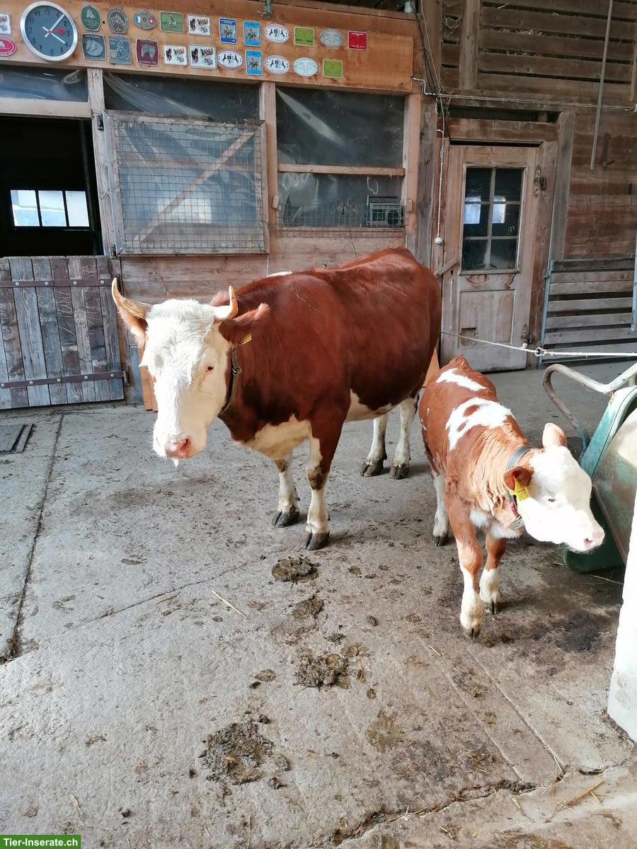 Hinterwälder Mutterkuh mit Kalb