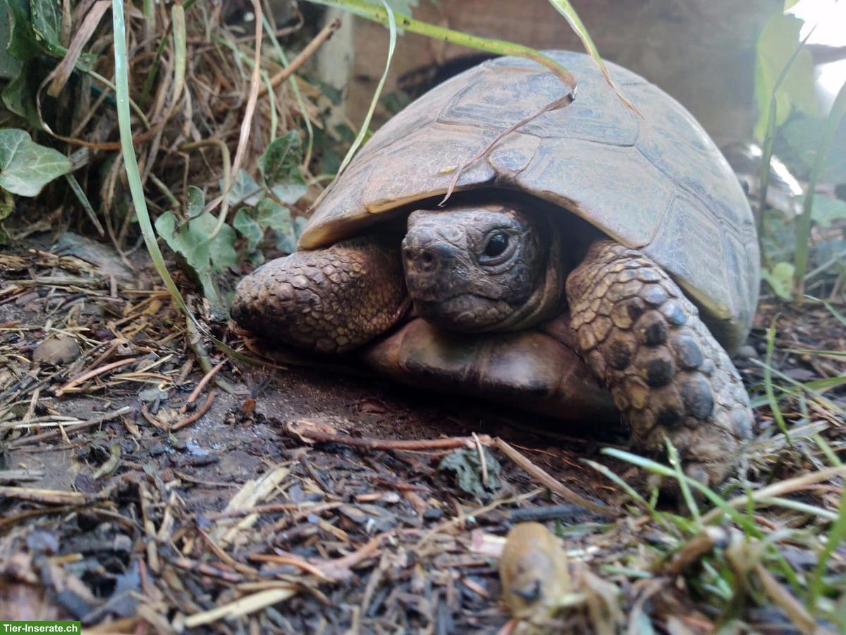 Maurische Landschildkröte gratis in gute Hände abzugeben
