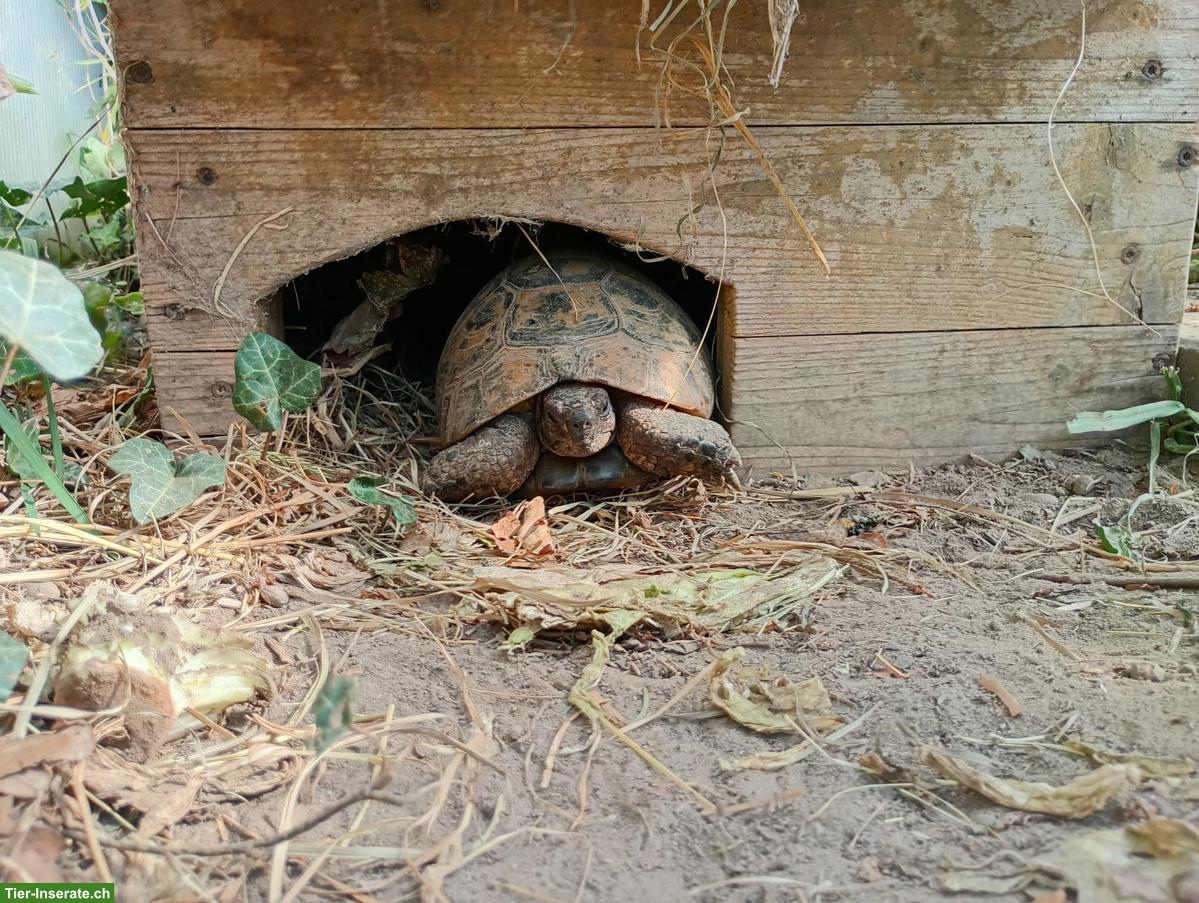 Bild 2: Maurische Landschildkröte gratis in gute Hände abzugeben