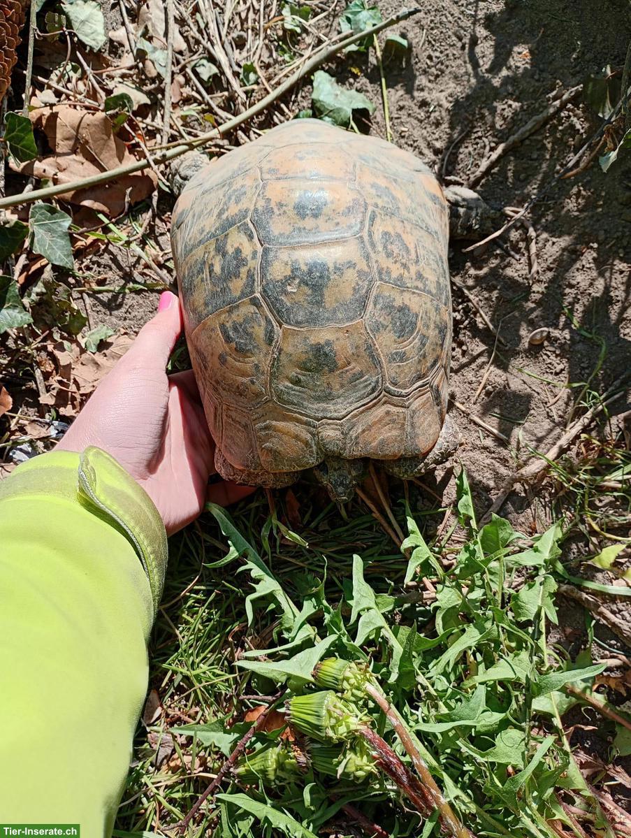 Bild 3: Maurische Landschildkröte gratis in gute Hände abzugeben