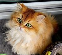 Britisch Langhaar Katze mit Stammbaum sucht liebevolle Familie