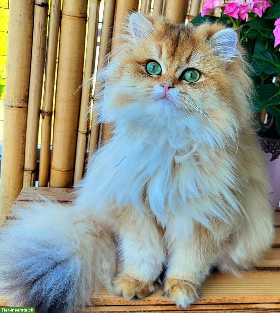 Bild 2: Britisch Langhaar Katze mit Stammbaum sucht liebevolle Familie