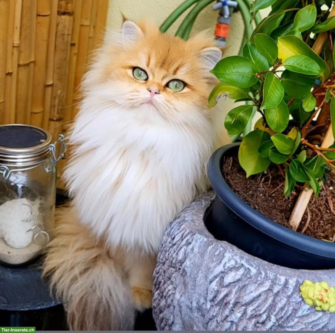 Bild 3: Britisch Langhaar Katze mit Stammbaum sucht liebevolle Familie