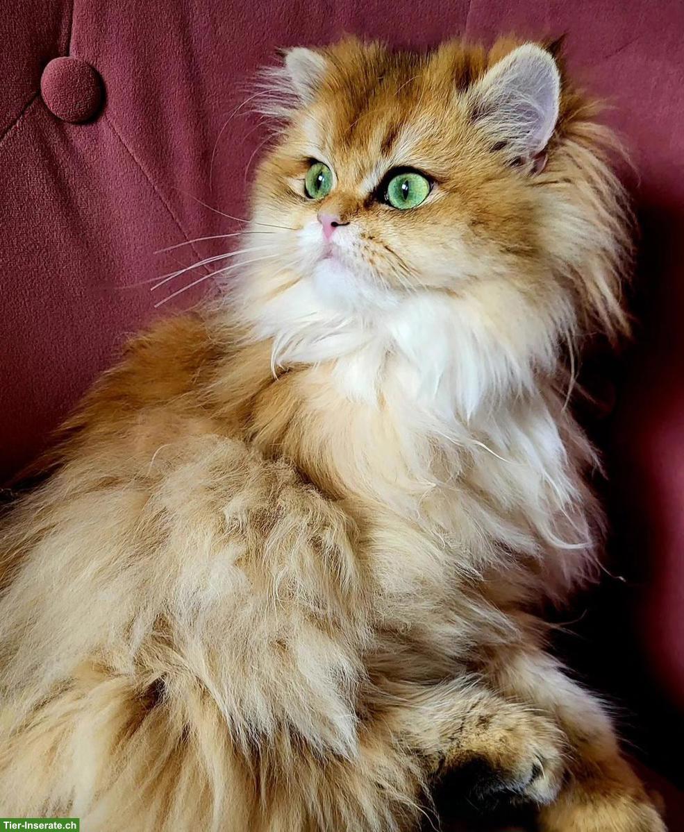 Bild 4: Britisch Langhaar Katze mit Stammbaum sucht liebevolle Familie