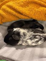 Meerschweinchen mit Laufstall/Zaun und Zubehör