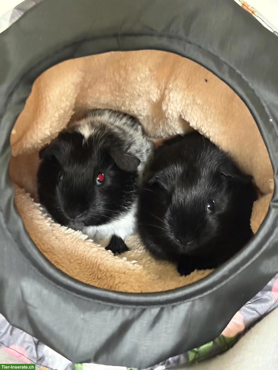 Bild 2: Meerschweinchen mit Laufstall/Zaun und Zubehör