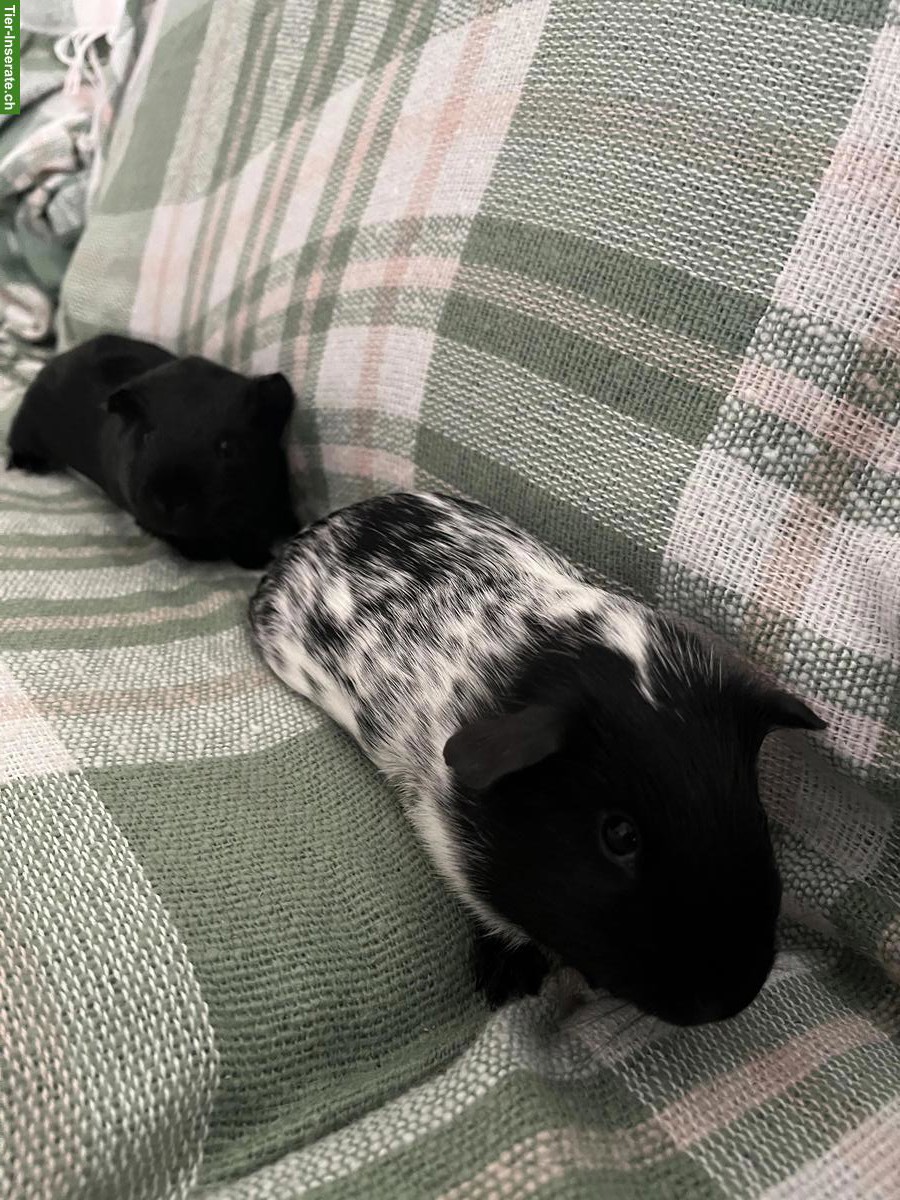 Bild 3: Meerschweinchen mit Laufstall/Zaun und Zubehör