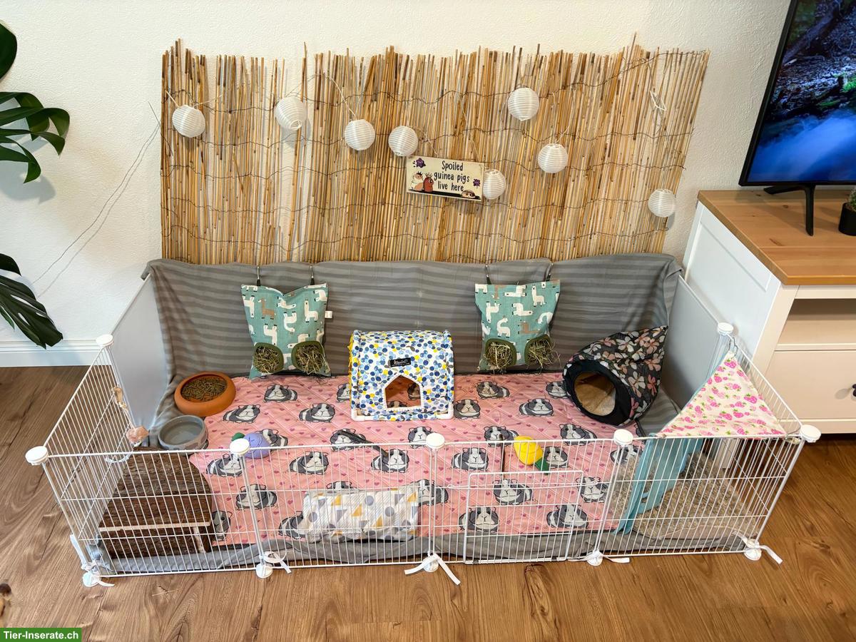 Bild 4: Meerschweinchen mit Laufstall/Zaun und Zubehör