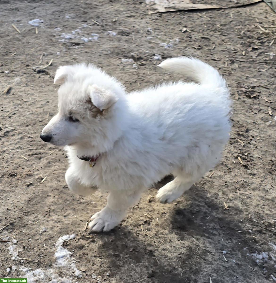 Weisser Schweizer Schäferhund Welpe, Rüde