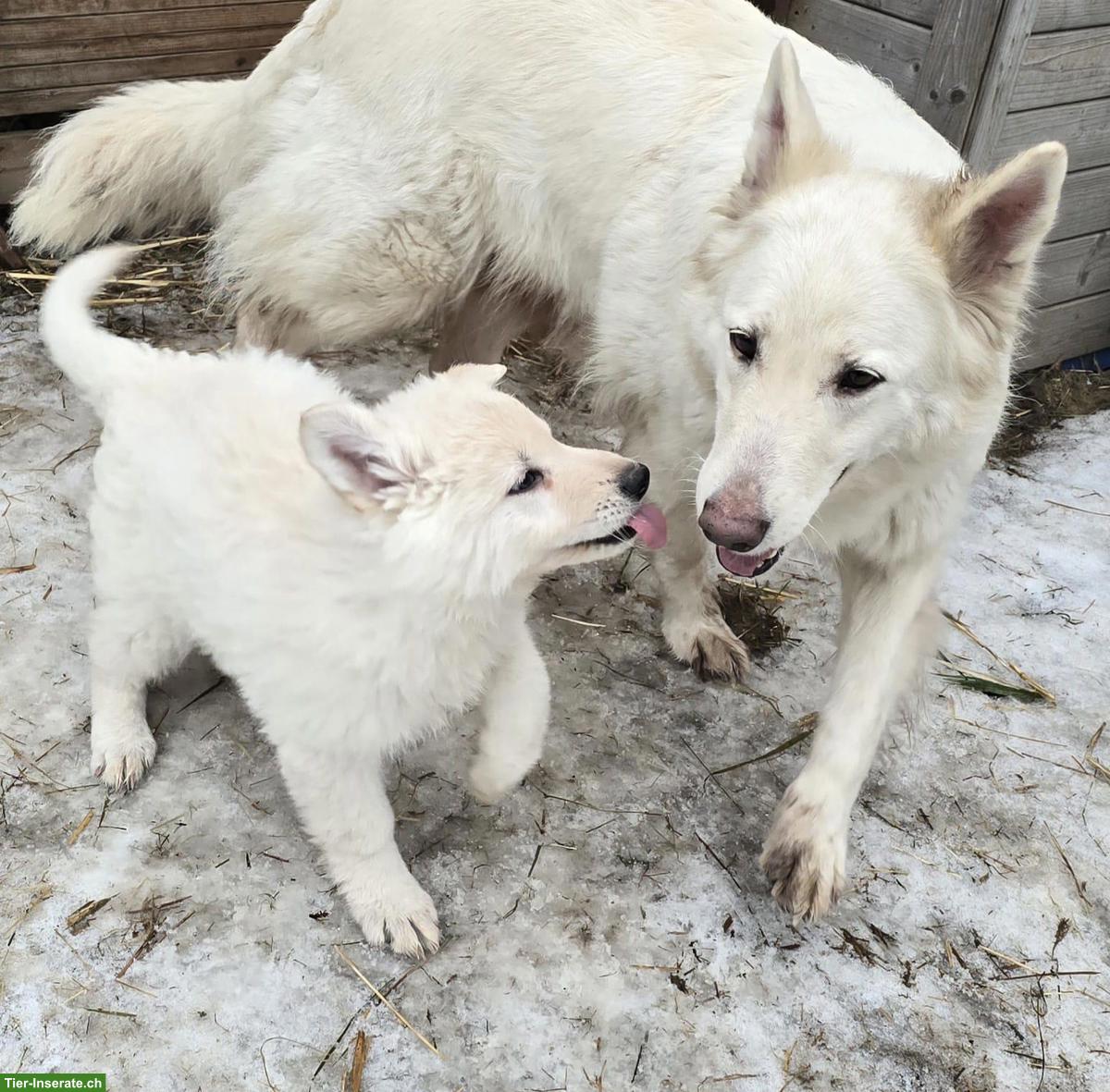 Bild 2: Weisser Schweizer Schäferhund Welpe, Rüde