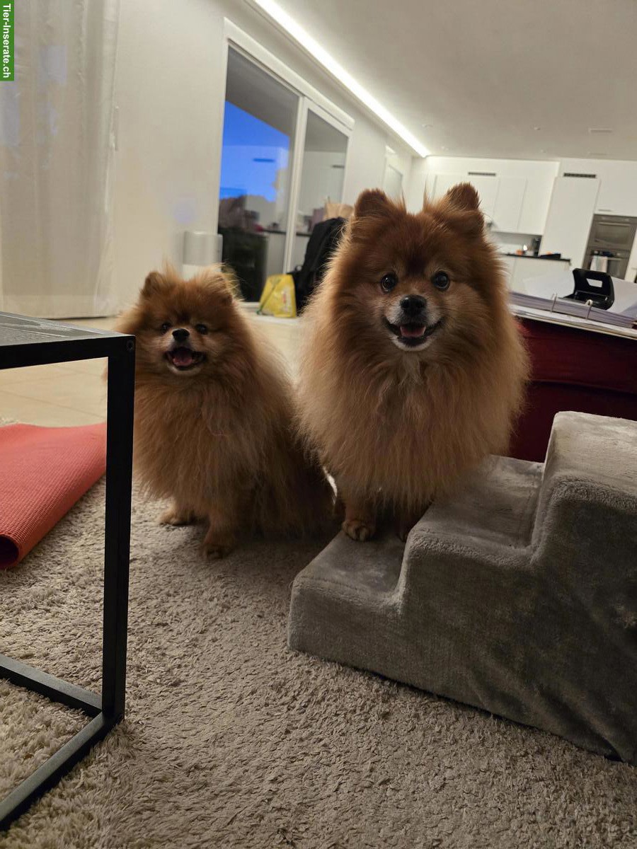 11-jähriges Kleinspitz Duo sucht ein Zuhause