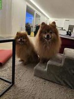 11-jähriges Kleinspitz Duo sucht ein Zuhause