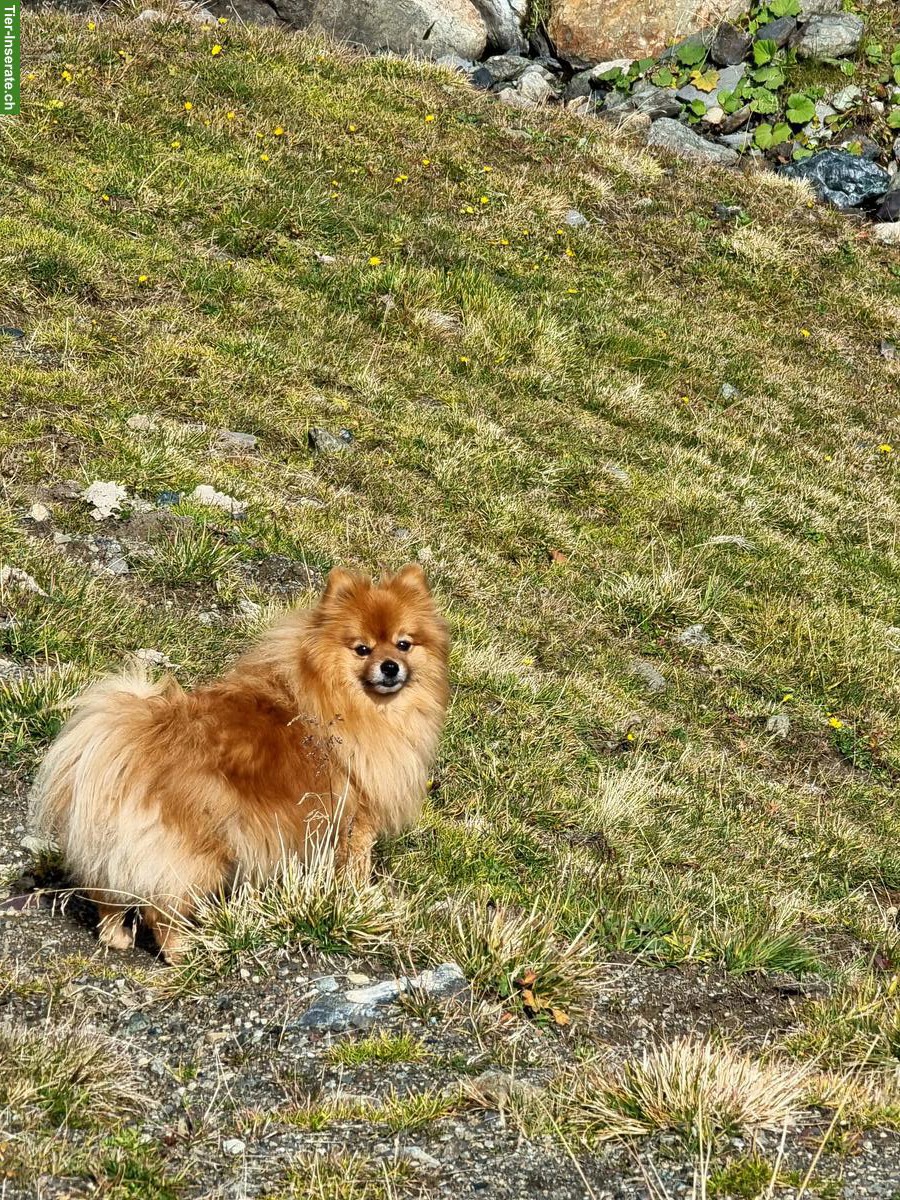 Bild 2: 11-jähriges Kleinspitz Duo sucht ein Zuhause