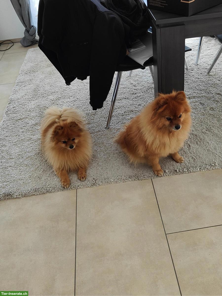 Bild 3: 11-jähriges Kleinspitz Duo sucht ein Zuhause